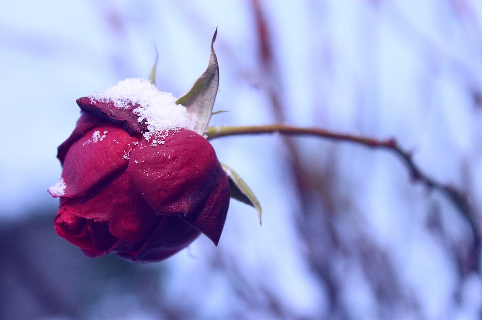 All You Want to Know About Frozen Plants & How to Save Them