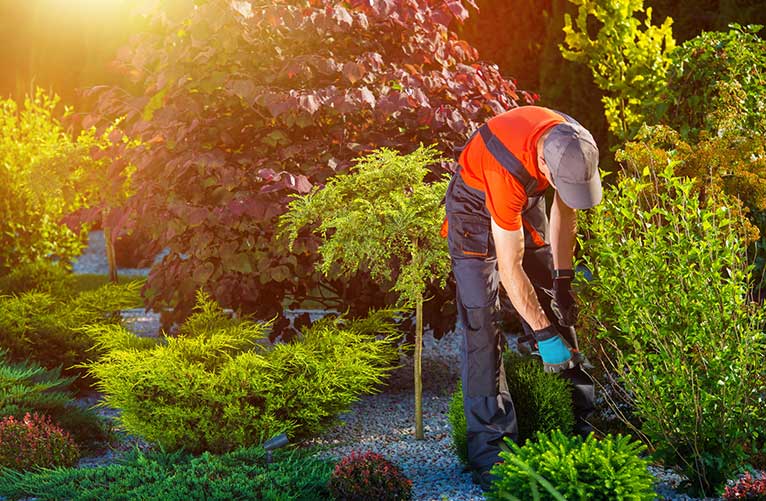 10 Summer Garden Maintenance Tips Greenbloom