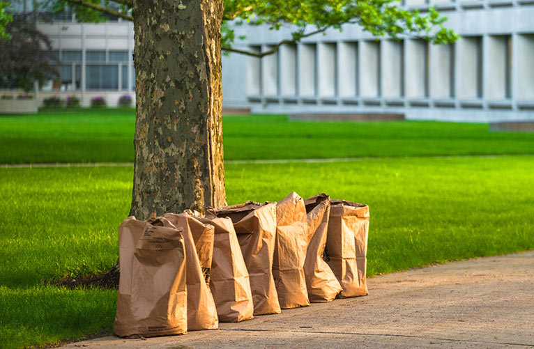 Essential Fall Lawn Care Tips For Every Homeowner Greenbloom