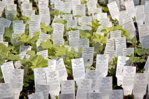 How to Read A Plant Tag