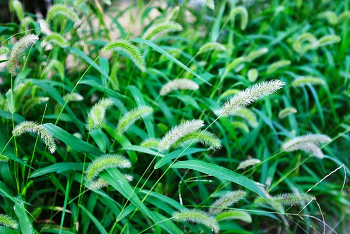 Green Foxtail Weed