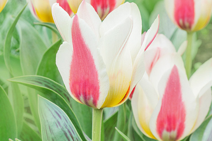 Greigii Tulips