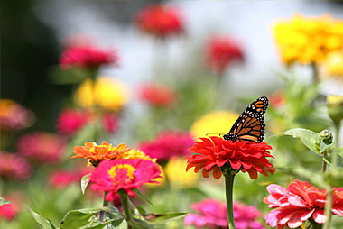 garden-pollinators-right