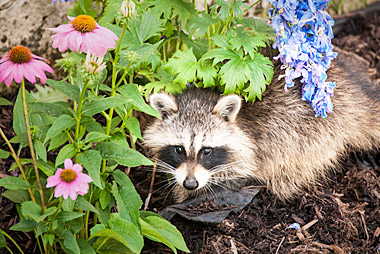 How to Deter Animals from Your Garden | Greenbloom