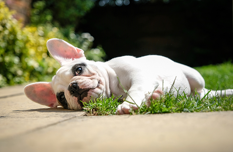 8 Dog Friendly Landscape Designs From The Experts